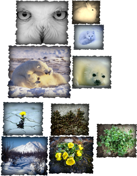 Plants and animals that live in the Arctic Tundra - Arctic tundra
